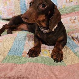Bella - Dachshund