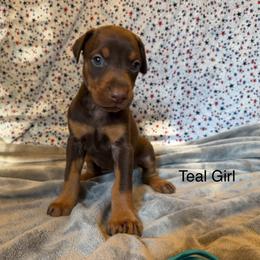 Teal Girl - Red and rust female Doberman Pinscher puppy in Knox, Indiana from Double River Dobermans