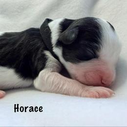 Horace - Black and white male Bernedoodle puppy in Pottstown, Pennsylvania from Willow-Be Doodles