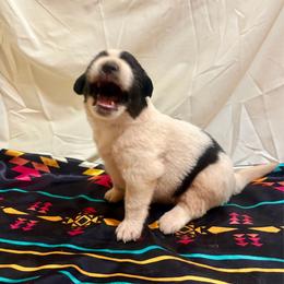 Aztec - White and black male Karakachan puppy in Pikeville, Tennessee from Rock Solid Ranch