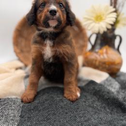 Platinum unfurnished - Sable female Bernedoodle puppy in Ocala, Florida from Bernedoodles of Florida