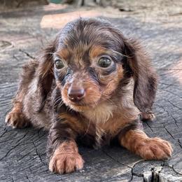 Gabriela - Dapple female Dachshund puppy in Industry, Illinois from KDKs Kennels