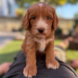 Pascal - Apricot male Goldendoodle puppy in San Jose, California from Red White and Doodle