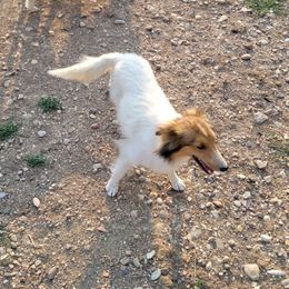 Bella - Shetland Sheepdog