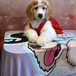 Daisy - Parti female Poodle puppy in Mobile, Alabama from Semmy’s Standard Poodle LLC