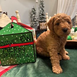 Kya Smith - Red  female Goldendoodle puppy in Greenville, South Carolina from Law Doodles of SC