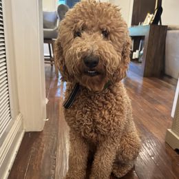 Mopsy - Goldendoodle