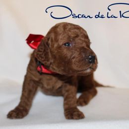 Poodle Puppies from Renegade Standard Poodles