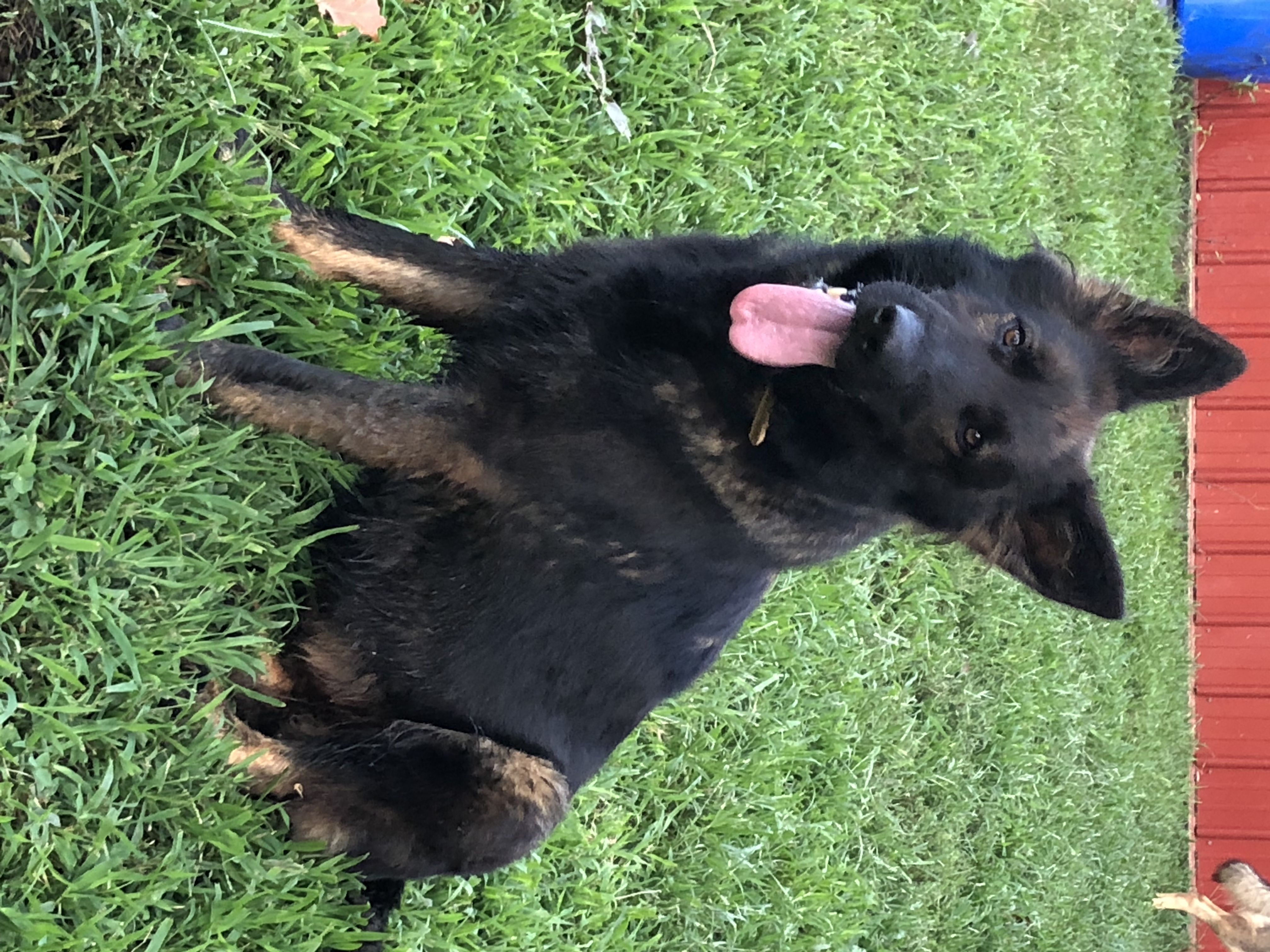 Zyia - German Shepherd