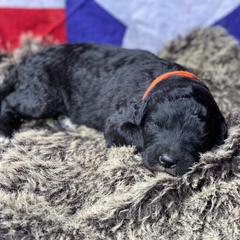 Poodle and Whoodle Puppies from Kalin’s K9s