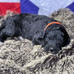 Poodle and Whoodle Puppies from Kalin’s K9s