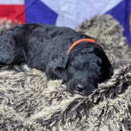 Poodle and Whoodle Puppies from Kalin’s K9s