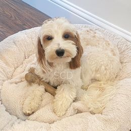 Saige - Goldendoodle