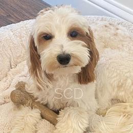 Saige - Goldendoodle