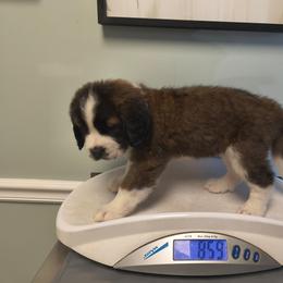 Harlie - Brown and white female Saint Bernard puppy in Clover, South Carolina from Sweetest Saints