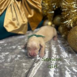 Sequin - Light golden female Golden Retriever puppy in Rockville, Minnesota from Bracha Poodles & Doodles
