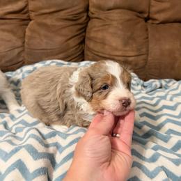 Colby - Red merle male Aussiedoodle puppy in Warrensburg, Missouri from Dreamer Ridge Puppies