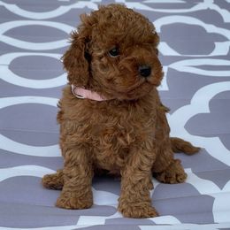 Isabella Sofia - Red  female Poodle puppy in Berrien Springs, Michigan from Michigan Mini & Toy Red Poodles