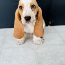Basset Hound Puppies from Central Kentucky Basset Hounds