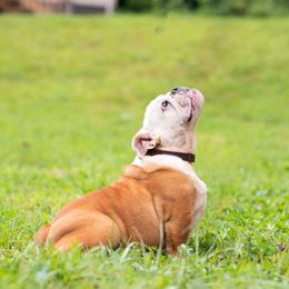Bulldog Puppies from Brandywine Bulldogs