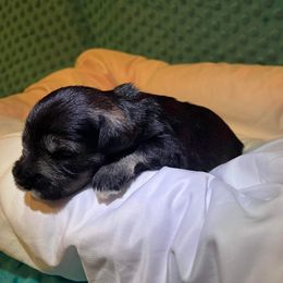 Miniature Schnauzer Puppies from S & S Miniature Schnauzer
