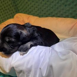 Miniature Schnauzer Puppies from S & S Miniature Schnauzer