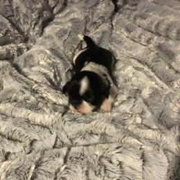 Shih Tzu Puppies from Kelly's Shih Tzus