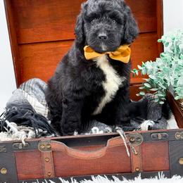 Flint - Black and white male Bernedoodle puppy in North Carolina from NC Doodle Puppies