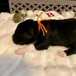 Elf - Tri-color male Bernedoodle puppy in Hegins, Pennsylvania from Bubbling Springs Doodles, LLC