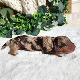 Diego - Merle male Cavapoo puppy in Dothan, Alabama from Farquharson's Poodles&Doodles