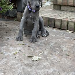 Great Dane Puppies from Starlight Danes