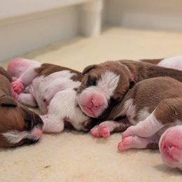 Boxer puppies from Classic City Boxers