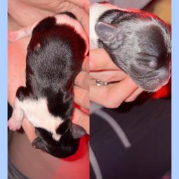 Dumplings - Black and white male Cavapoo puppy in Nevada, Missouri from Backroad Fur Babies