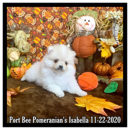 Pomeranian Puppies from Port Bee Pomeranian’s