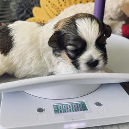 Havanese Puppies from Sonny's Pups