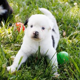 Freckles Merle Girl - Blue merle female Miniature Australian Shepherd puppy in Burkesville, Kentucky from Bline’s Awesome Aussies & Doxies at the Bline Family Farm