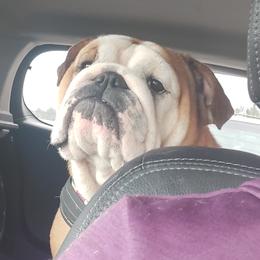 Abs - Bulldog