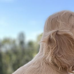 Cocker Spaniels from penny Powell