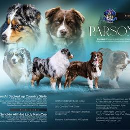 Australian Shepherd puppies from Parsons Australian Shepherds