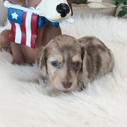 Lamborghini - Dapple male Dachshund puppy in Menifee, California from Dachshunds in SoCal