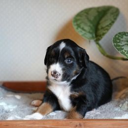 Miniature American Shepherd and Miniature Australian Shepherd Puppies from Opal’s Miniature Aussies
