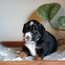 Miniature American Shepherd and Miniature Australian Shepherd Puppies from Opal’s Miniature Aussies