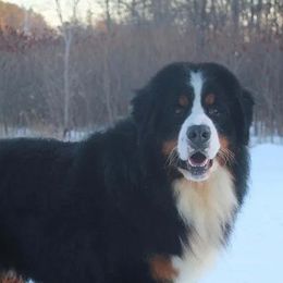 Bernese Mountain Dogs from Acorn Hill Bernese