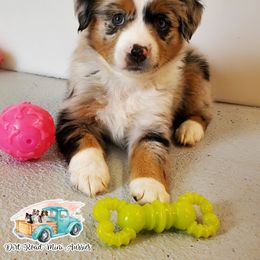 Snowflake - Blue merle Miniature Australian Shepherd puppy in North Carolina from Dirt Road Mini Aussies