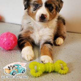 Snowflake - Blue merle Miniature Australian Shepherd puppy in North Carolina from Dirt Road Mini Aussies