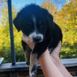 Oak - Black tri-color male Australian Shepherd puppy in Mckenzie, Tennessee from Whispering Iris Aussies