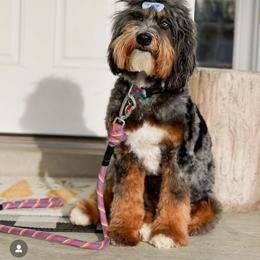 Dixie - Bernedoodle
