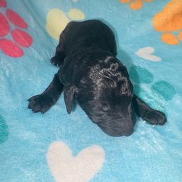Sherlock - Silver male Poodle puppy in Meadowbrook, California from Standard Poodle Pups