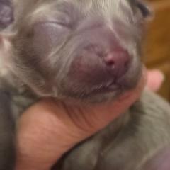 Sully - Blue male Mi-Ki puppy in Clearwater, Kansas from Midwest Mini Mi-kis