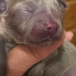 Sully - Blue male Mi-Ki puppy in Clearwater, Kansas from Midwest Mini Mi-kis